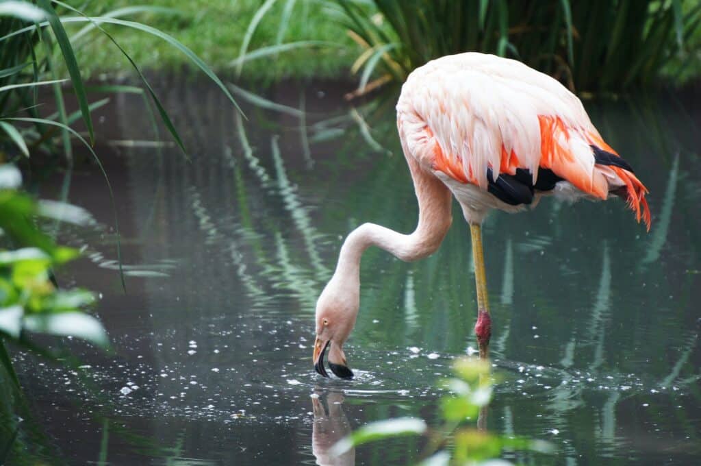 Flamingo do Bioparque Temaiken. Zoológico de Buenos Aires