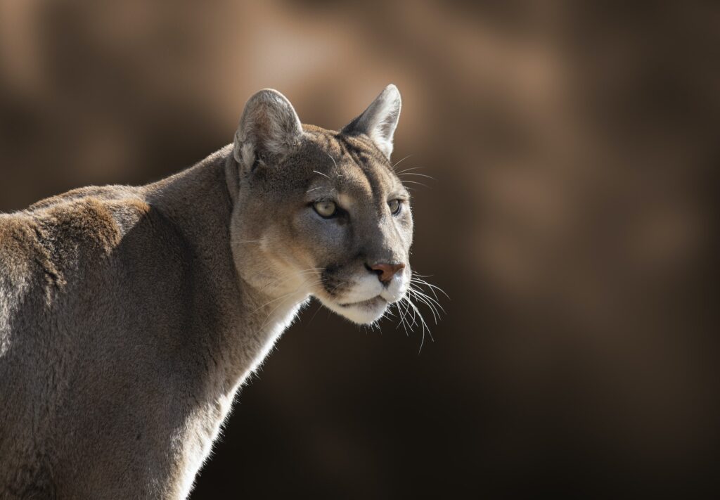Puma, Bioparque Temaiken. Zoológico de Buenos Aires